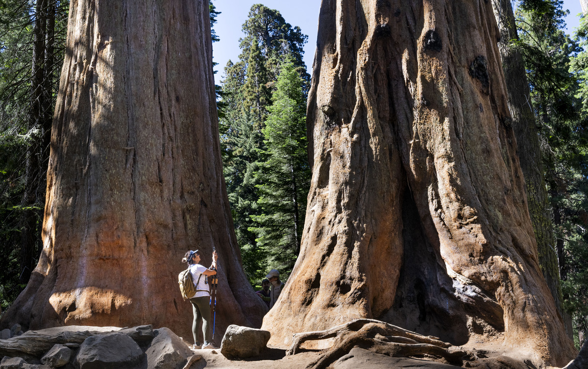 A visitor takes photos at a pair of giant sequoias in Sequoia National Park on Tuesday, July 1, 2025. Located in the Giant Forest it is one of the park’s largest groves.