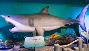 Swim by Discovery Cube OC for ‘Shark Week’ activities, crafts, and fins-on fun – NBC Los Angeles