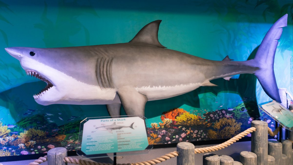 Swim by Discovery Cube OC for ‘Shark Week’ activities, crafts, and fins-on fun – NBC Los Angeles