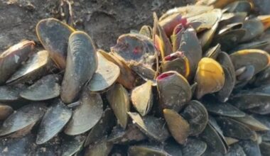Yolo County declares local emergency over golden mussel invasion