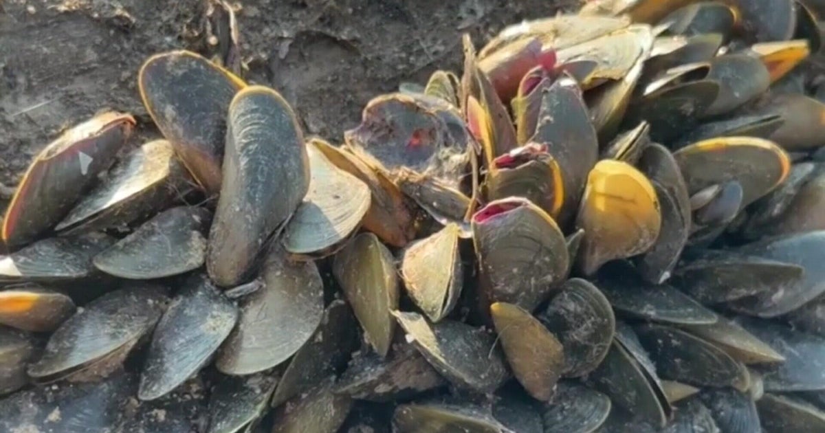 Yolo County declares local emergency over golden mussel invasion