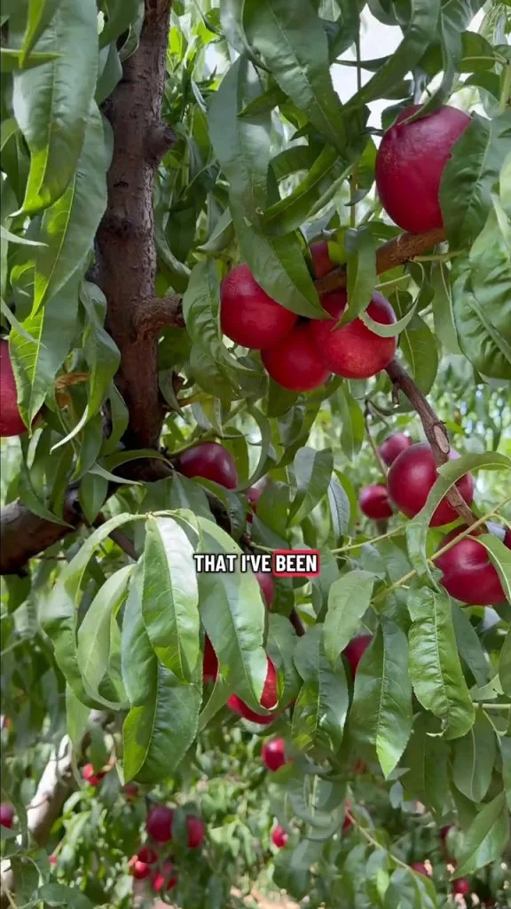 Embattled California fruit farmer Cesar Mora gives away more than 125,000 pounds of nectarines. nonectarineswasted.com