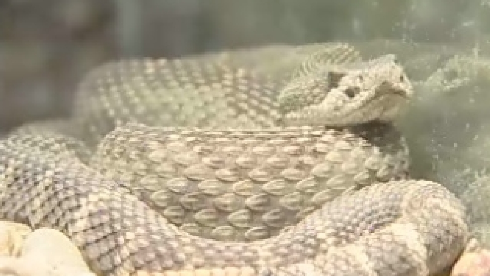 kpic 081109 rattlesnake.jpg