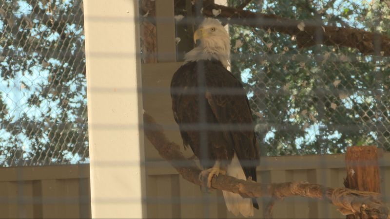 Photo of Spirit at CALM Zoo in Bakersfield. PHOTO: KBAK/KBFX