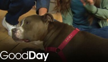 Meet Mackie at the Sacramento SPCA | Pet of the Week