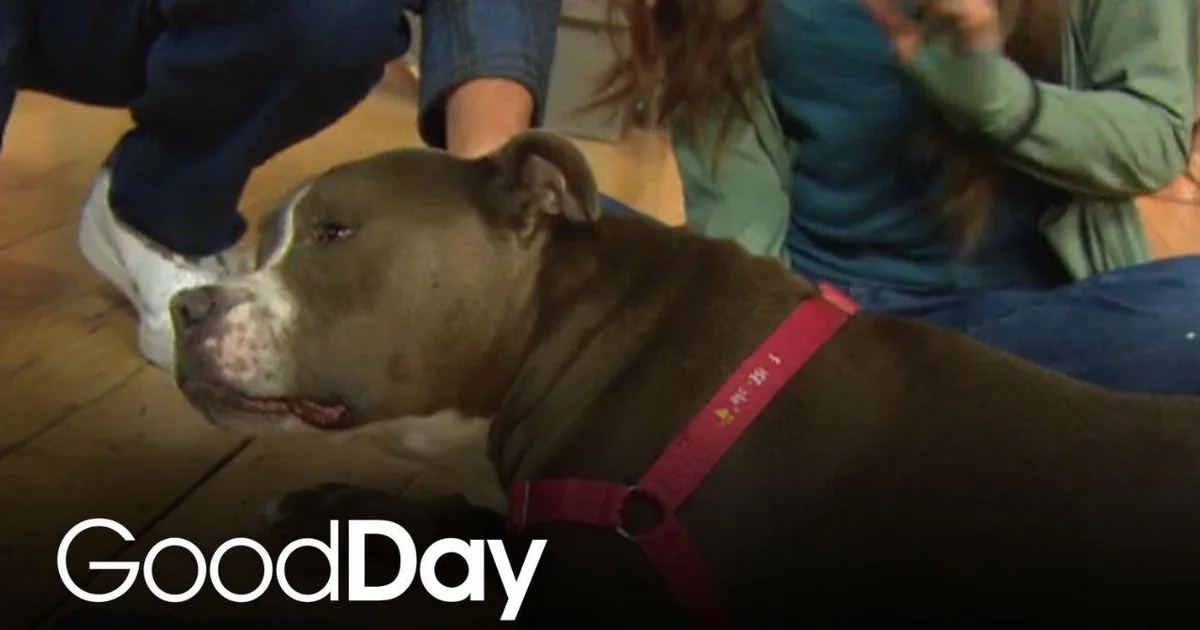 Meet Mackie at the Sacramento SPCA | Pet of the Week