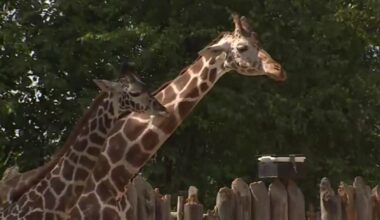 Sacramento Zoo seeks public input on revised Land Park expansion plan