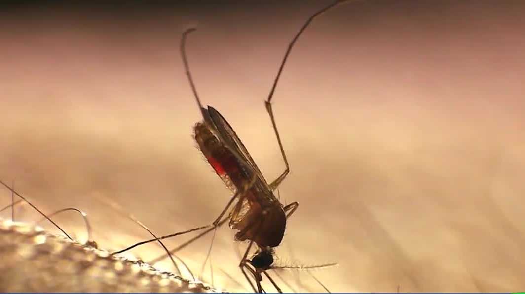 Mosquitoes released in Rosemont to reduce invasive species
