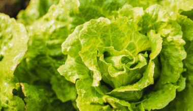 Taylor Farms lettuce investigated as possible source in cyclospora outbreak
