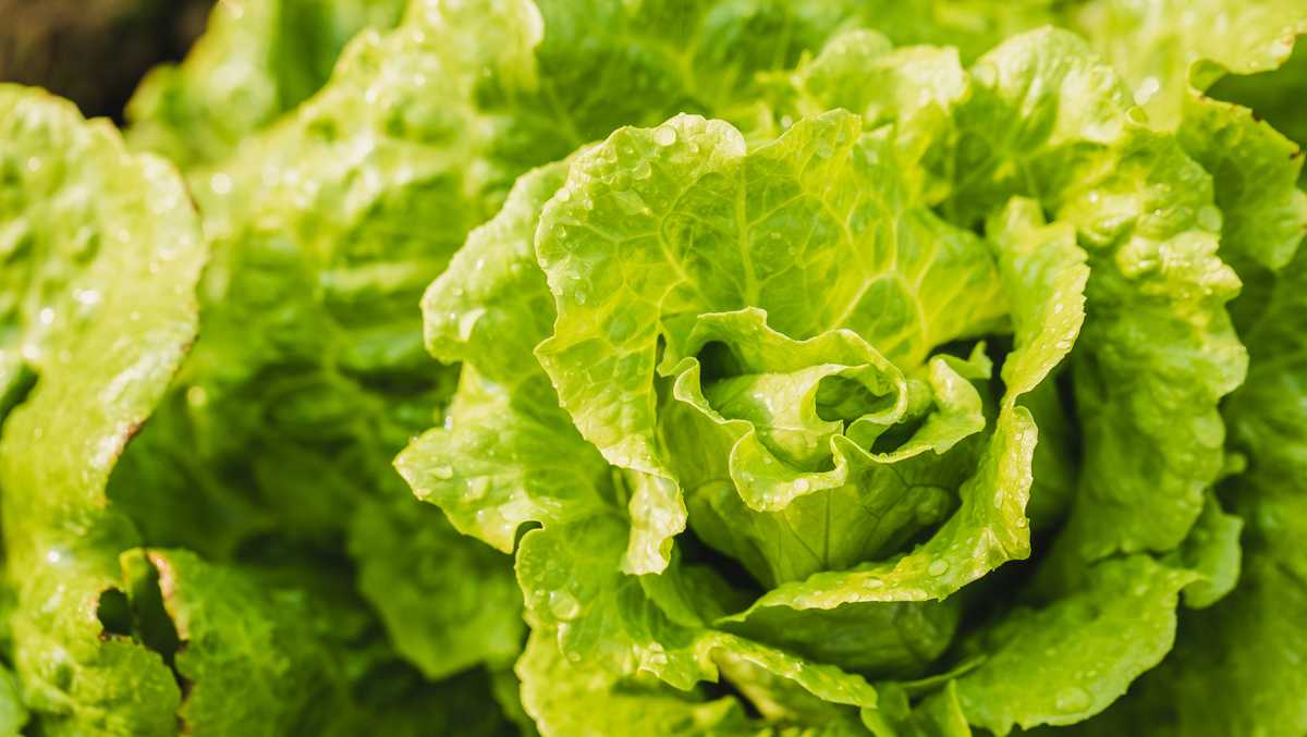 Taylor Farms lettuce investigated as possible source in cyclospora outbreak