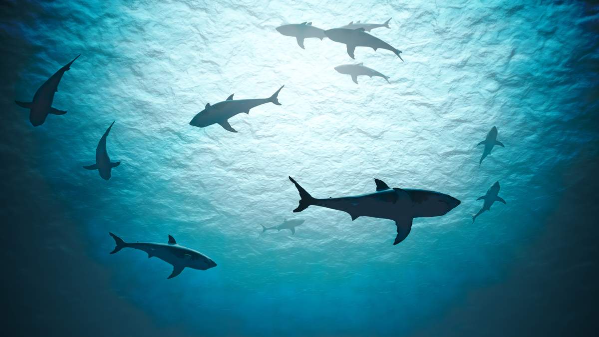 California's Shark Lab Runs Out of Funding