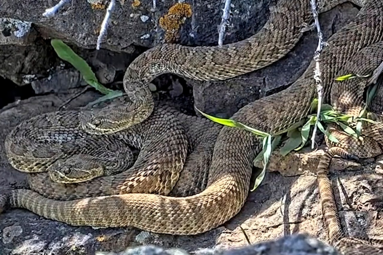 Why California rattlesnake bites are spiking in 2026
