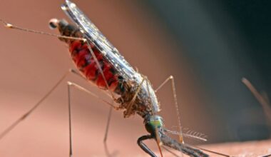 California health officials warn of West Nile virus in mosquito in Alhambra, human infection in Long Beach