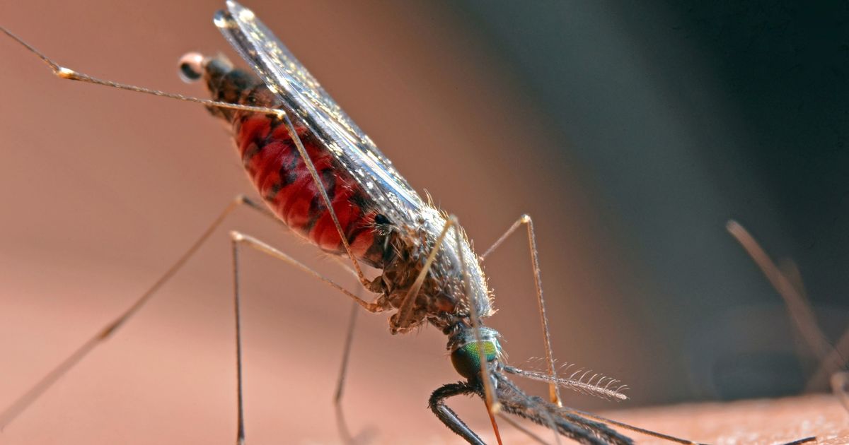 California health officials warn of West Nile virus in mosquito in Alhambra, human infection in Long Beach