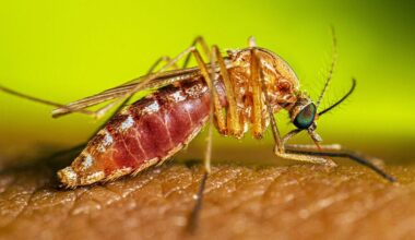 West Nilevirus found in Bakersfield | News