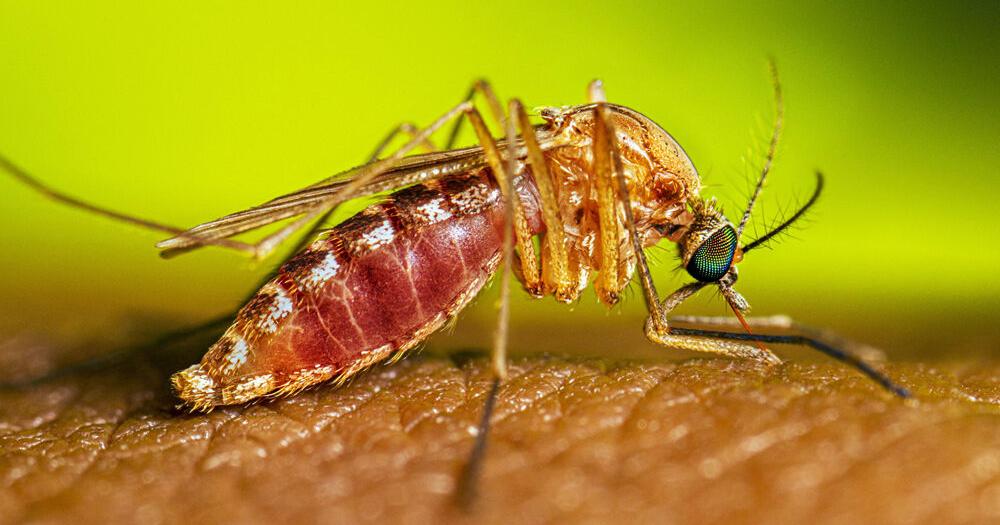 West Nilevirus found in Bakersfield | News