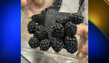 Wild blackberries in Northern California pack a serious health punch | Features