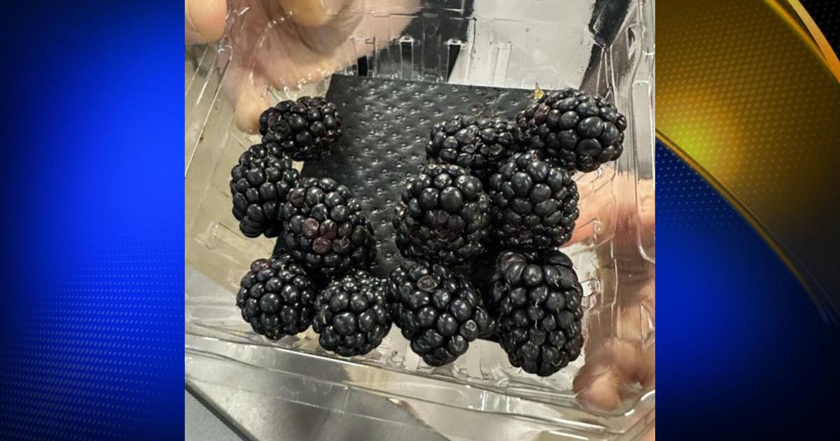 Wild blackberries in Northern California pack a serious health punch | Features