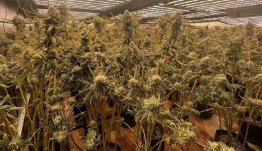 California deals with high times and misdemeanors | California