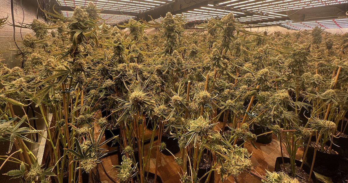 California deals with high times and misdemeanors | California