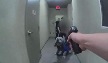 Owner of Pet Labradoodle Dog Killed by Cops Sues City of L.A.