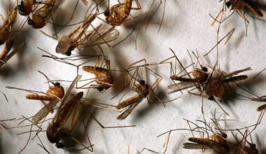 First Human West Nile Virus Case of 2026 Reported in LA County