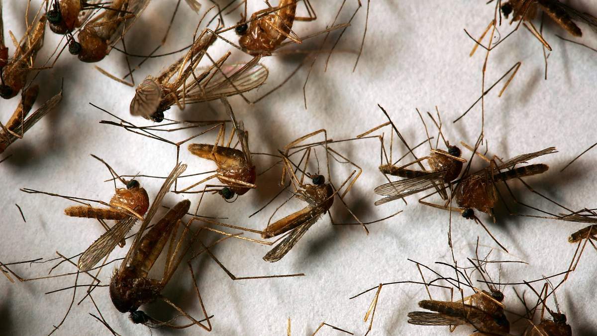First Human West Nile Virus Case of 2026 Reported in LA County