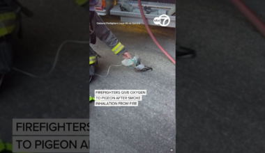 Pigeon Administered Oxygen by Oakland, CA, Firefighters