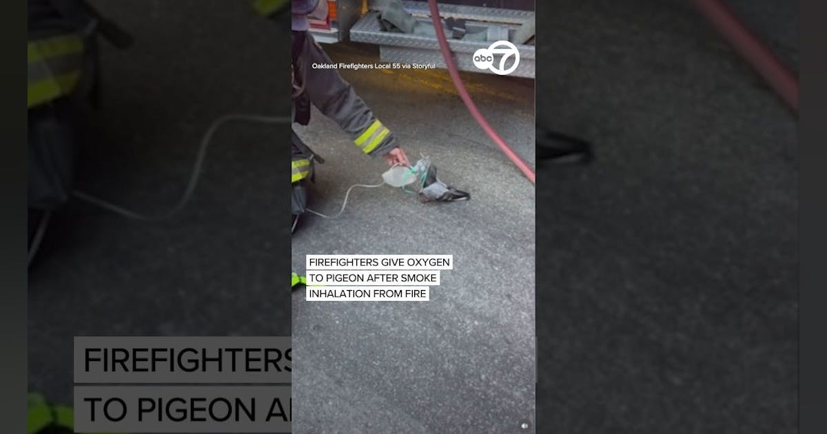 Pigeon Administered Oxygen by Oakland, CA, Firefighters