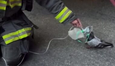 Watch Oakland, California, Firefighters Save A Pigeon With An Oxygen Mask | Video