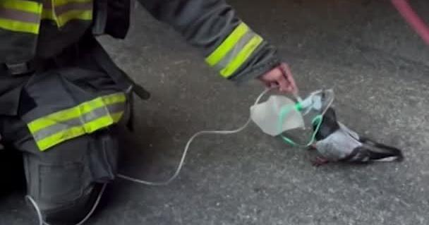 Watch Oakland, California, Firefighters Save A Pigeon With An Oxygen Mask | Video