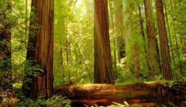 Closest national parks to Sacramento | State