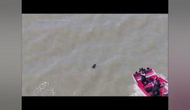 WATCH: Dog Rescued from San Francisco Bay by Firefighters
