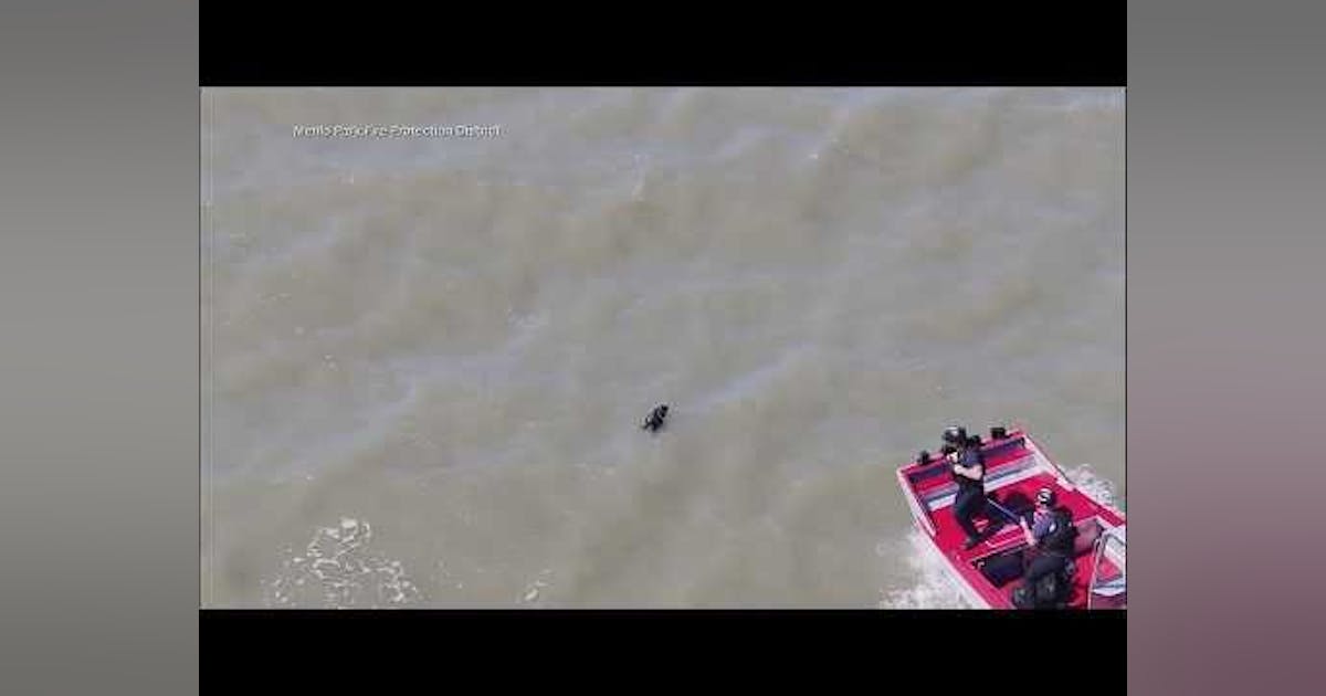 WATCH: Dog Rescued from San Francisco Bay by Firefighters