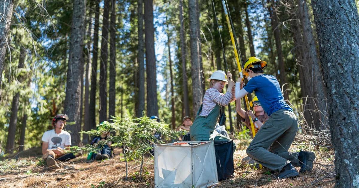 California can’t replant its forests fast enough to keep up with wildfires | News