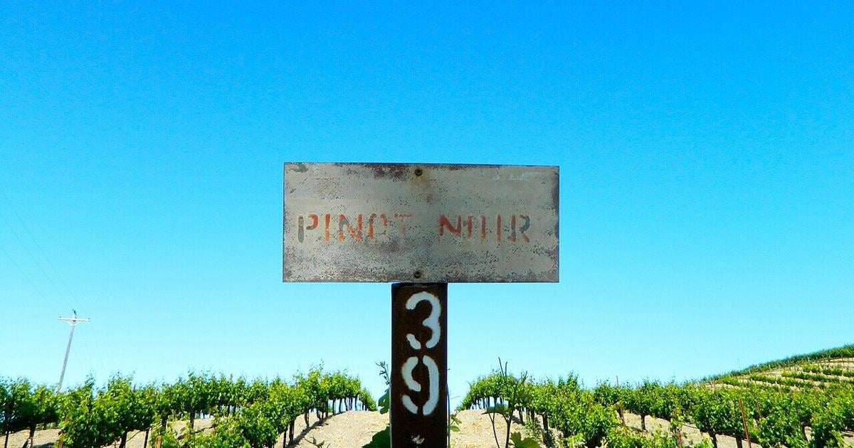 Decline of California Wine Industry |