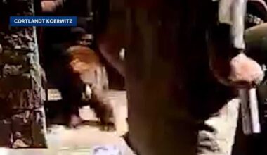 Bear charges at man outside Lake Tahoe vacation home