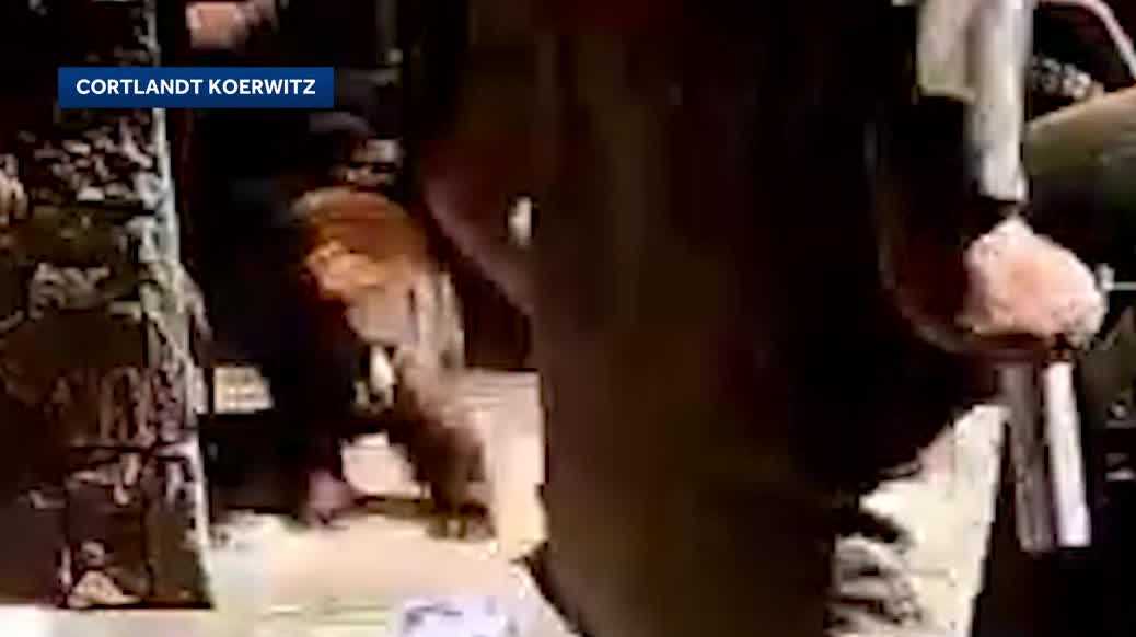 Bear charges at man outside Lake Tahoe vacation home