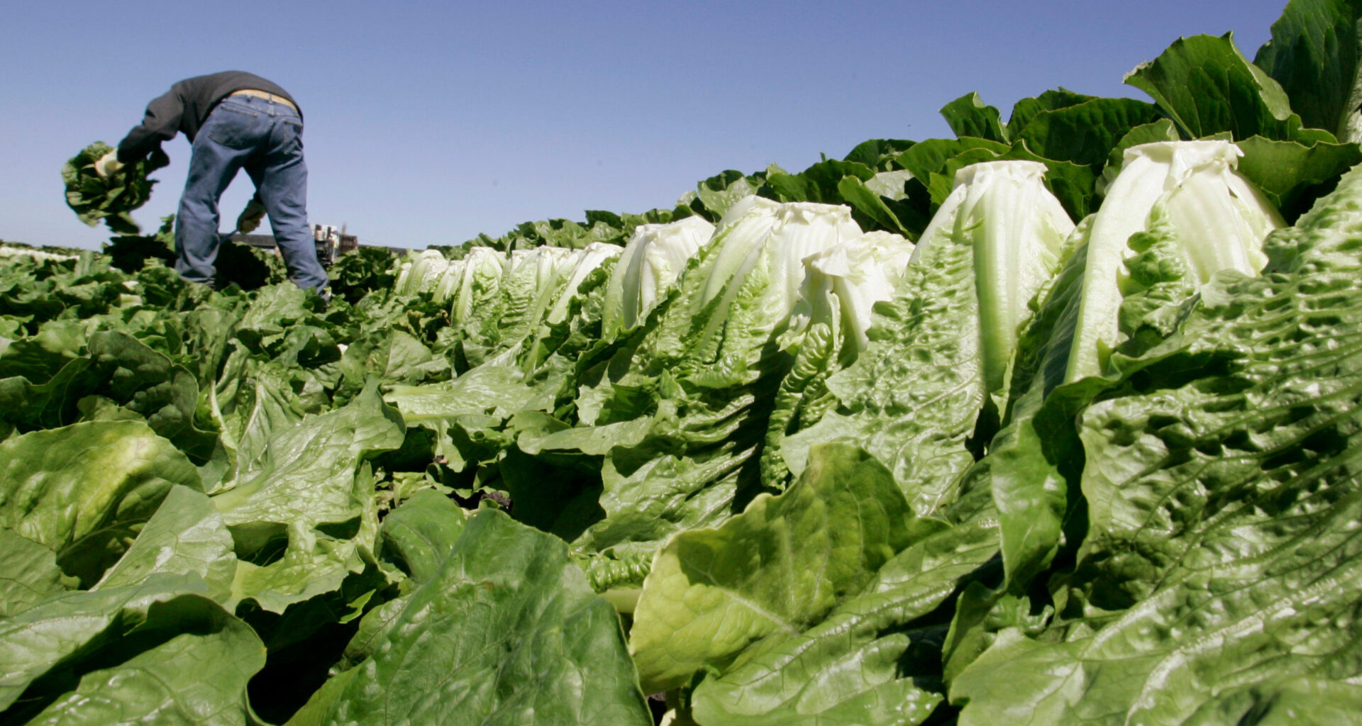 Are California salads safe to eat? A local look at the cyclospora outbreak