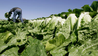 Are California salads safe to eat? A local look at the cyclospora outbreak