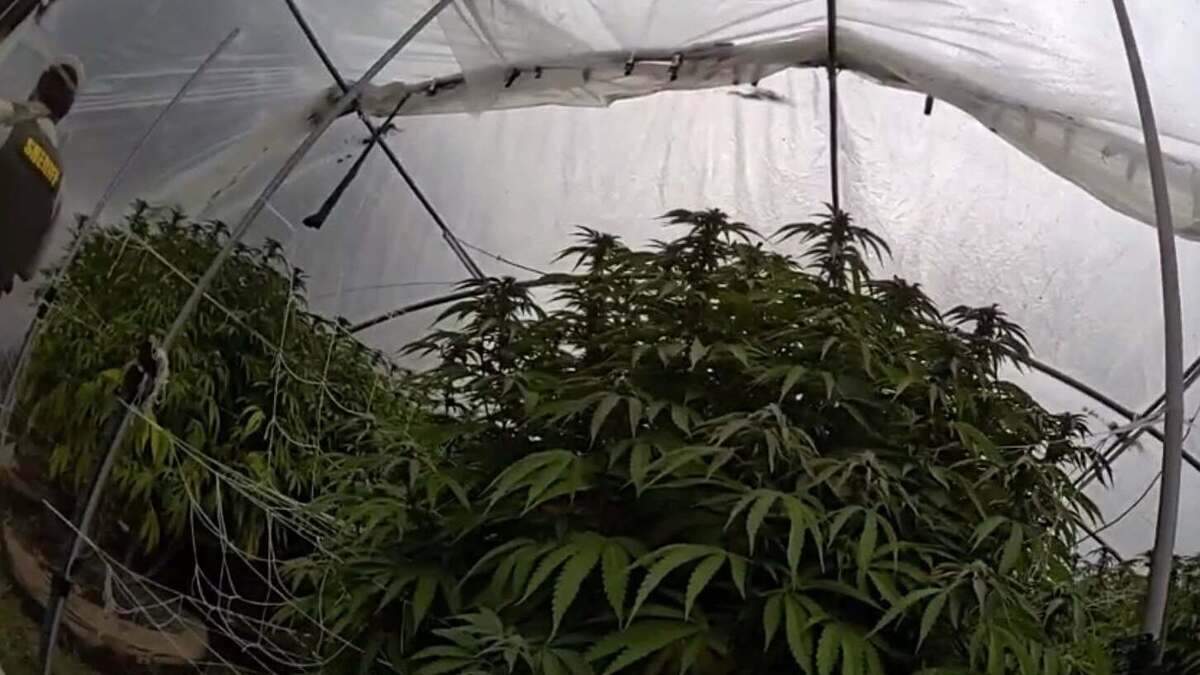 Newsom announces cannabis busts as illicit market persists