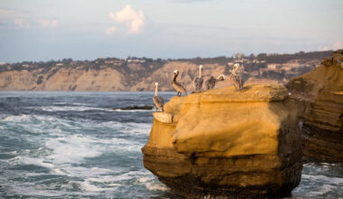California seabirds are starving in a marine heat wave, and El Niño could make it worse