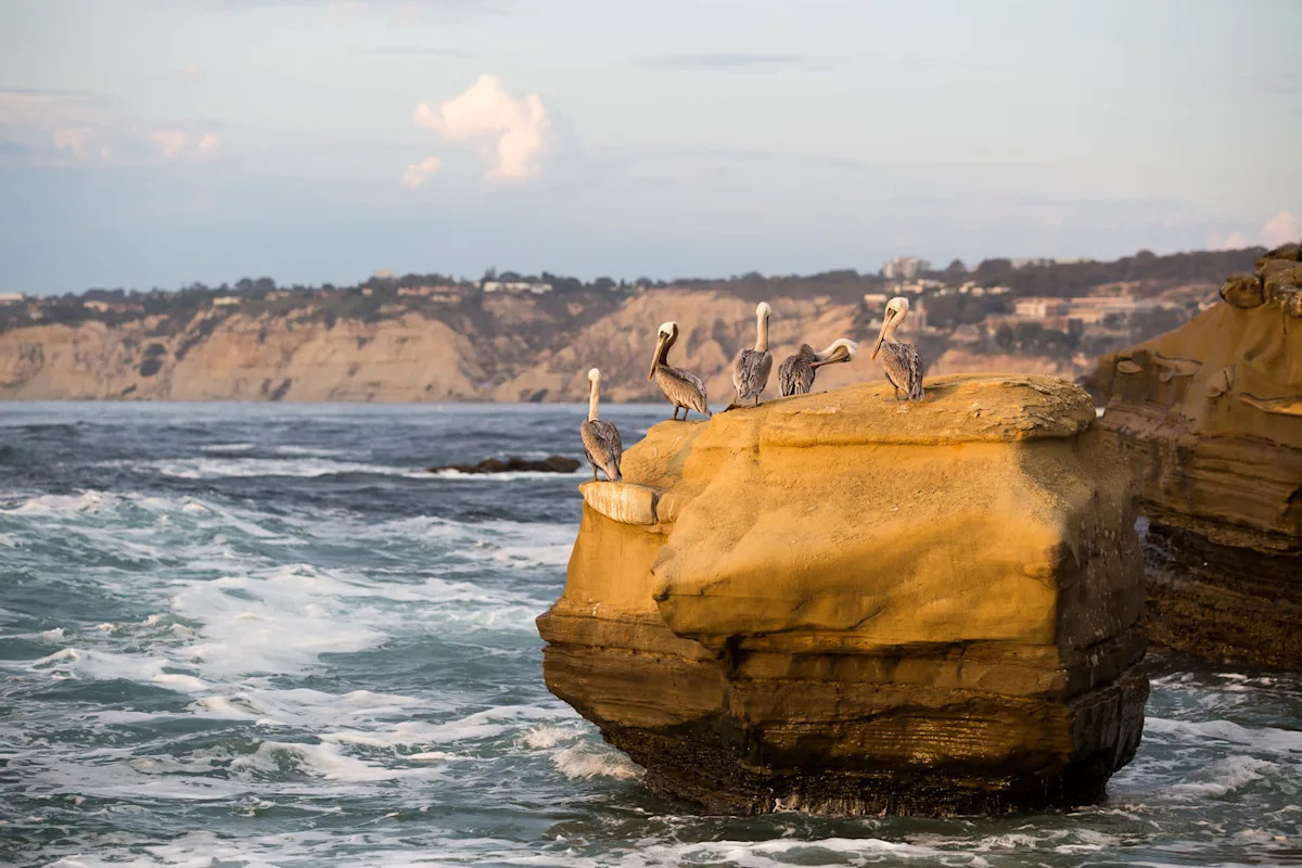 California seabirds are starving in a marine heat wave, and El Niño could make it worse