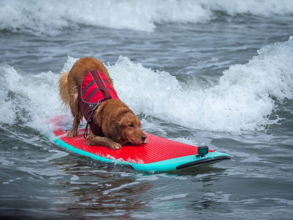 a dog surfing