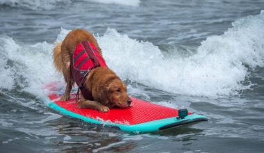 Just 30 minutes from San Francisco, you can watch the adorable World Dog Surfing Championship this weekend