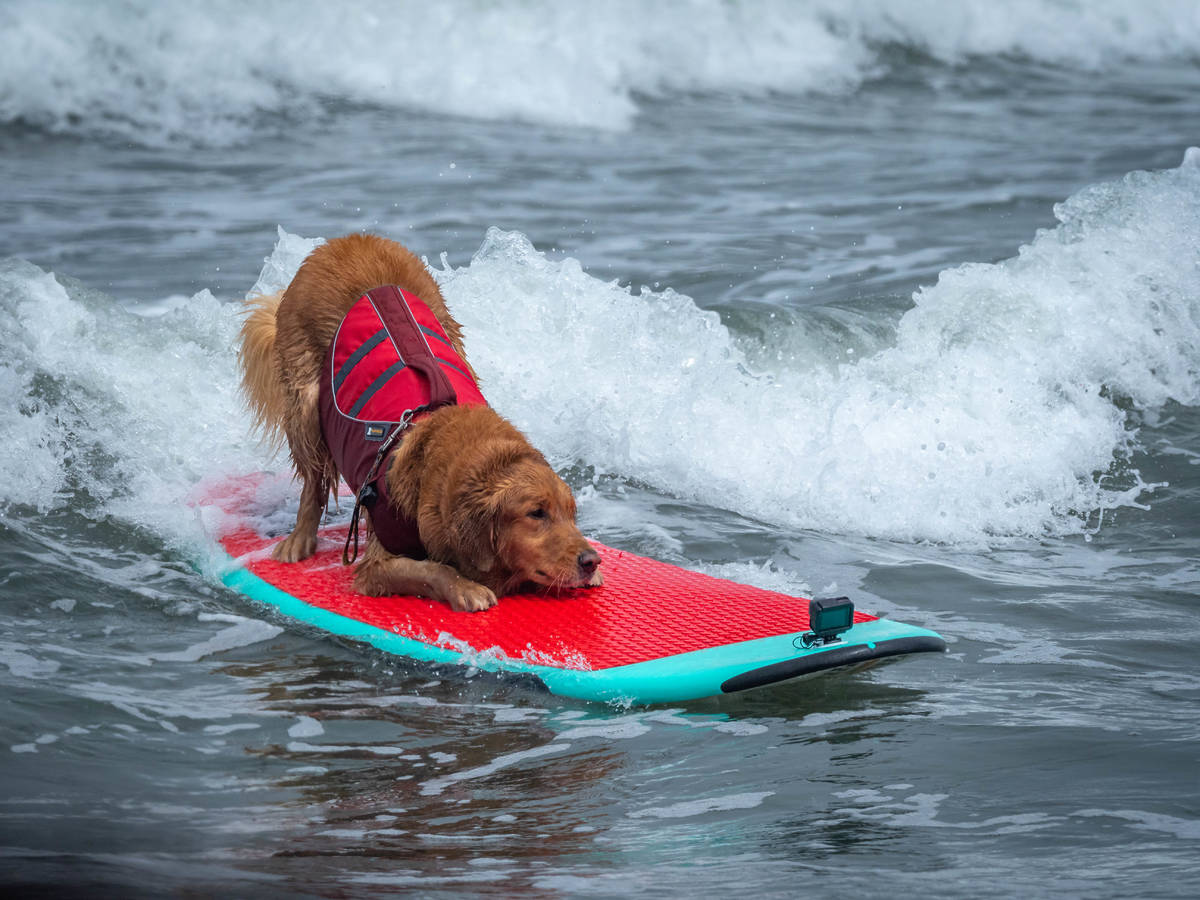 Just 30 minutes from San Francisco, you can watch the adorable World Dog Surfing Championship this weekend