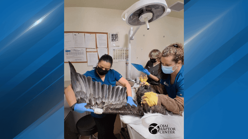 A bald eagle that was injured in Southern California received a successful life-saving transfusion from Bakersfield's CALM Zoo resident bald eagle, Spirit. PHOTO: Instagram, Ojai Raptor Center