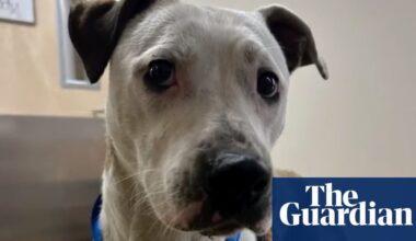 San Francisco pitbull rescued after two days trapped in railway tunnel | San Francisco