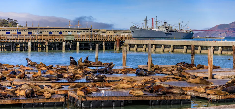 Sea lions at Pier 39,, SS Jeremiah O'Brien and Golden Gate Bridge in the background in San Francisco