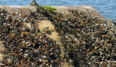 California is pouring $6 million into fight against invasive golden mussels clogging waterways